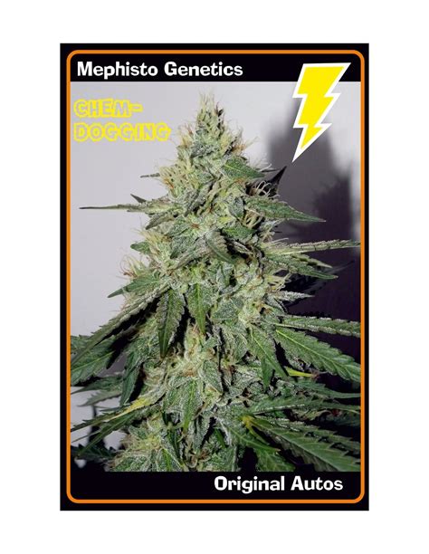Mephisto Genetics Intro Small company of autoflower seeds breeding the world&39;s best ruderalis. . What happened to mephisto genetics